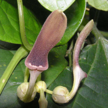 Aristolochia Tagala Seeds - Flower Plant