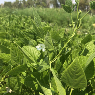 Arizona Tepary Beans Seeds - Vegetable Plant