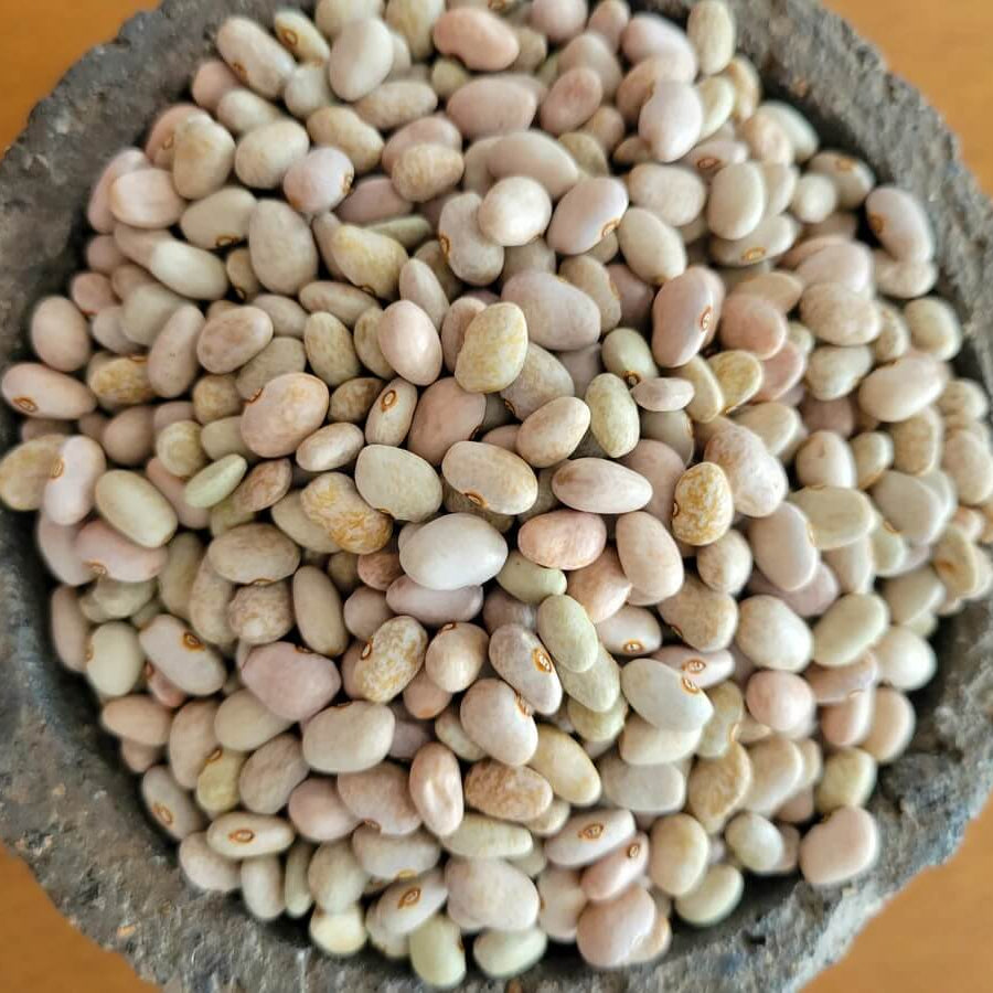 Arizona Tepary Beans Seeds - Vegetable Plant