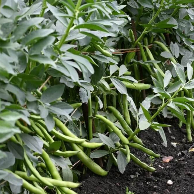Arizona Tepary Beans Seeds - Vegetable Plant