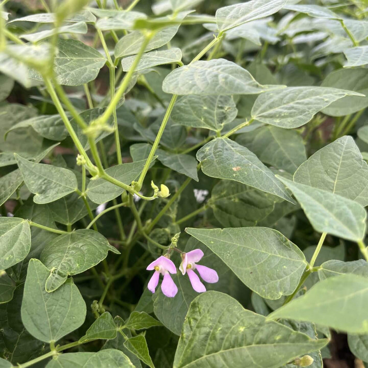 Arizona Tepary Beans Seeds - Vegetable Plant