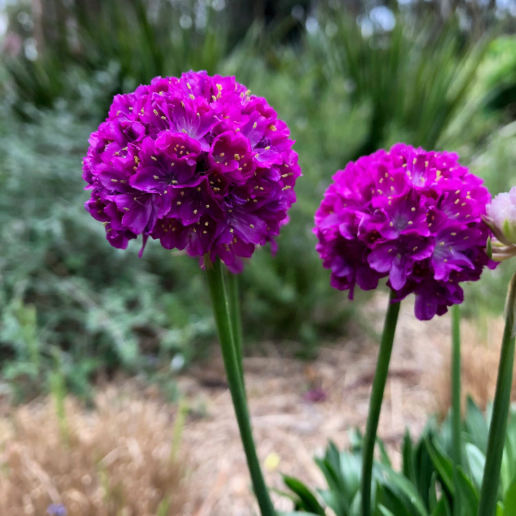 Armeria Seeds - Ballerina Lilac
