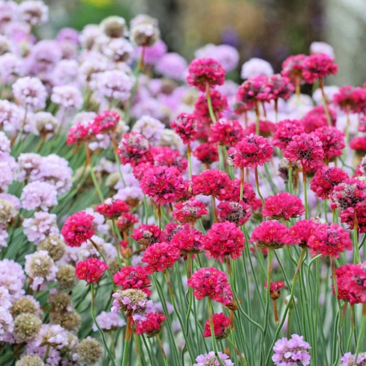 Armeria Seeds – Colorful Blooms Mix