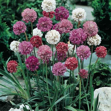 Armeria Seeds – Colorful Blooms Mix