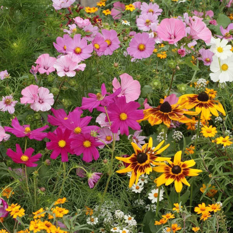 Armeria Seeds – Cottage Garden Mix