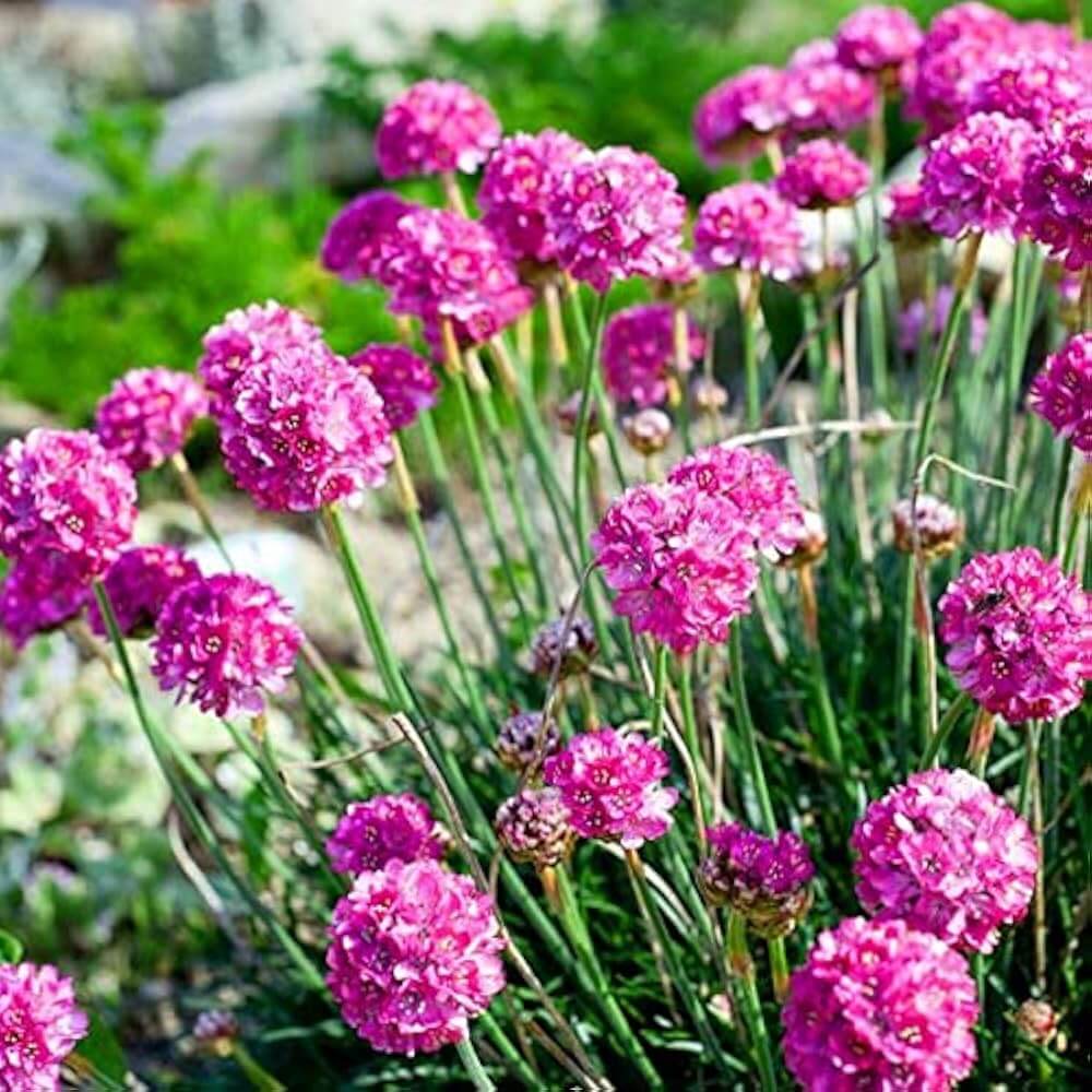 Armeria Seeds – Sea Thrift