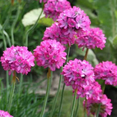 Armeria Seeds – Sea Thrift