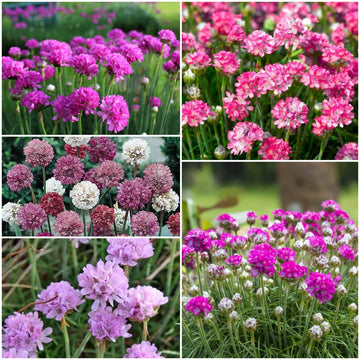 Armeria Seeds