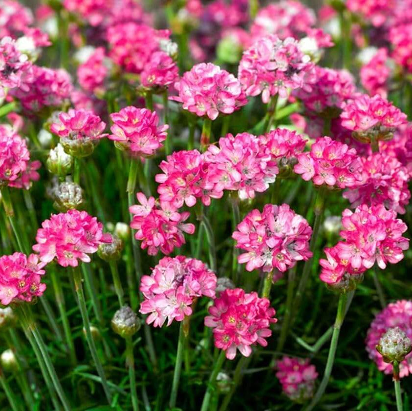 Armeria Seeds
