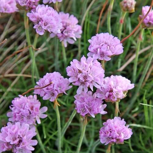 Armeria Seeds