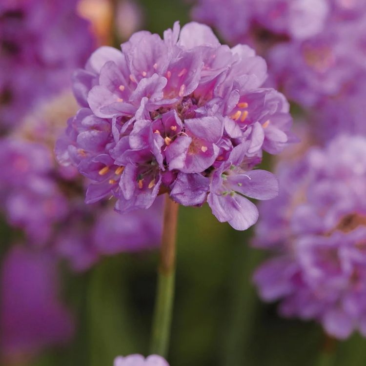 Armeria Seeds - Ballerina Lilac
