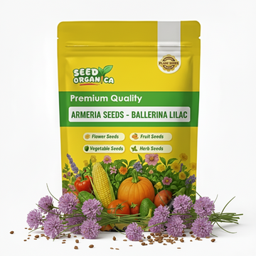 Armeria Seeds - Ballerina Lilac