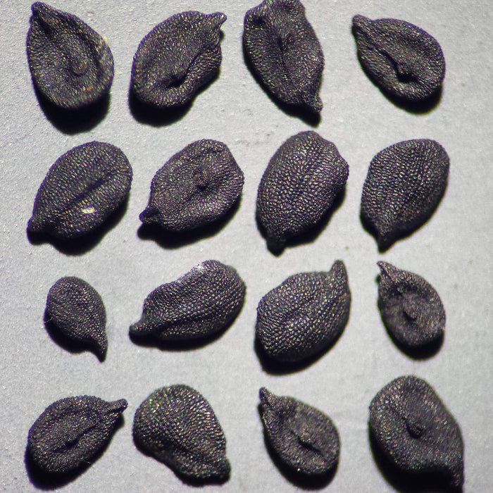 Armeria Seeds