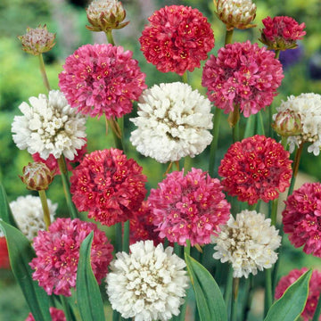 Armeria Seeds – Colorful Blooms Mix