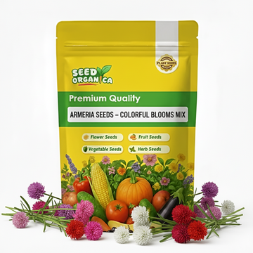Armeria Seeds – Colorful Blooms Mix