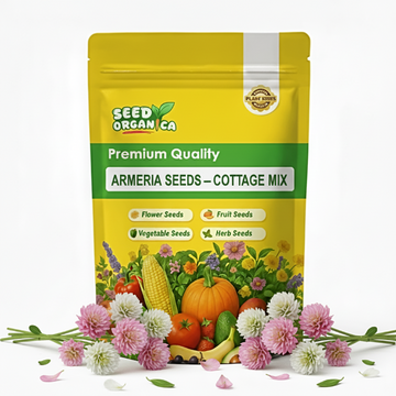 Armeria Seeds – Cottage Mix