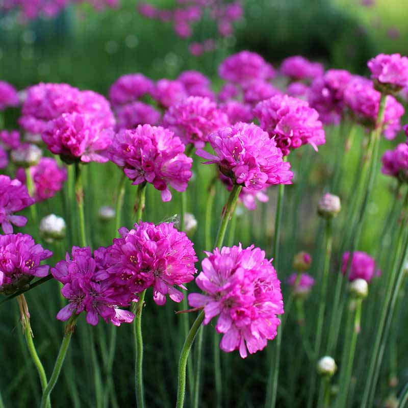 Armeria Seeds – Maritima
