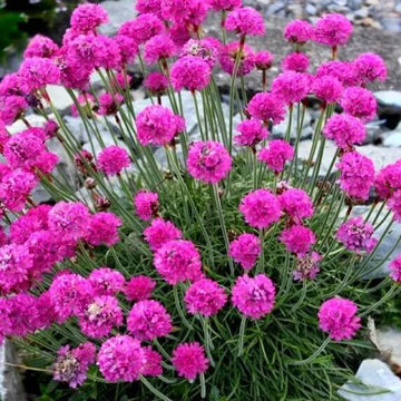 Armeria Seeds – Sea Thrift