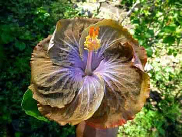 Army Green Hibiscus Seeds – wildflower