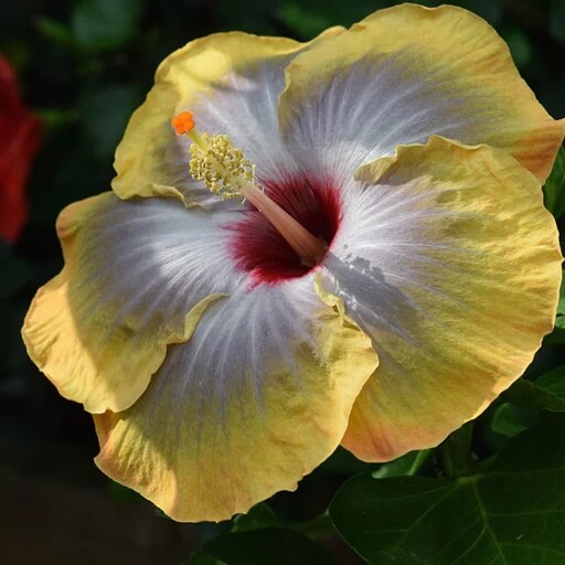 Army Green Hibiscus Seeds – wildflower