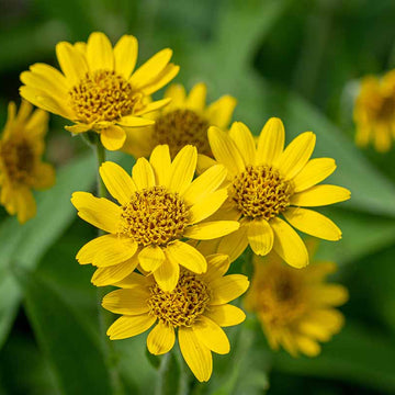 Arnica Montana Seeds – Wildflower Mix