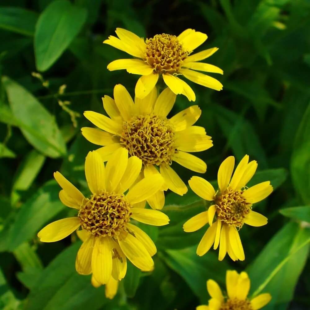 Arnica Seeds – Drought Tolerant