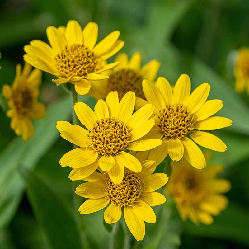 Arnica Seeds – Herbaceous Perennial

