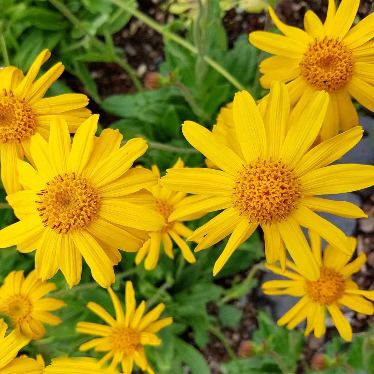 Arnica Seeds – Montana