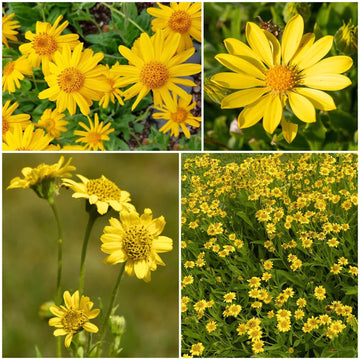 Arnica Seeds