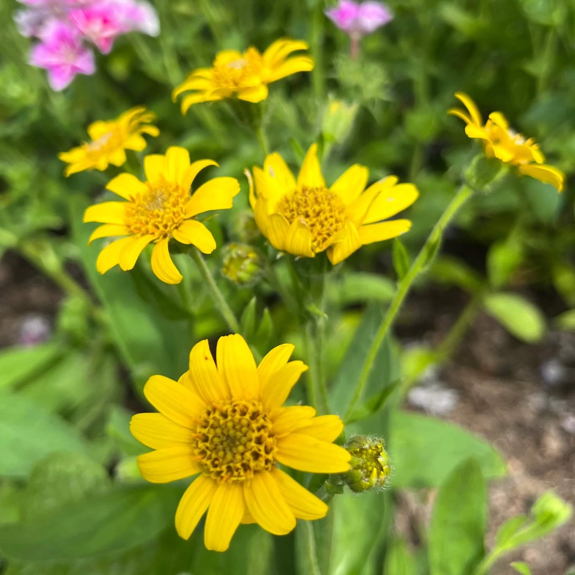 Arnica Seeds – Drought Tolerant