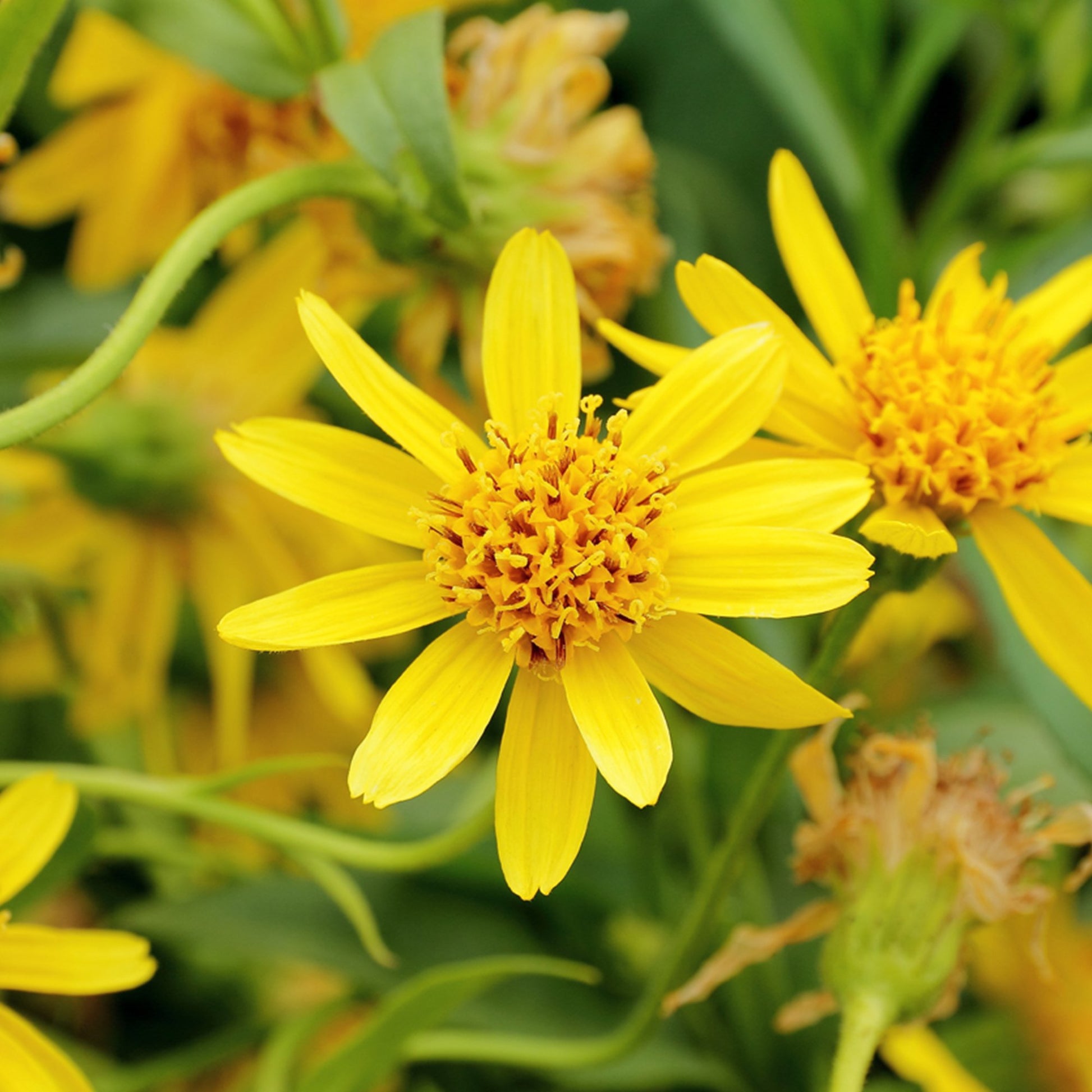 Arnica Seeds – Herbaceous Perennial
