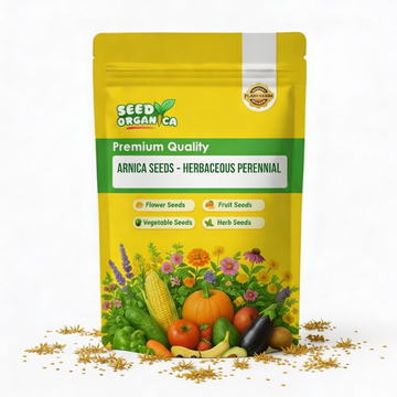Arnica Seeds – Herbaceous Perennial