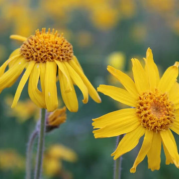 Arnica Seeds – Montana