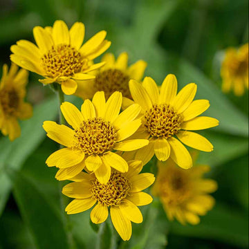 Arnica Seeds – Mountain
