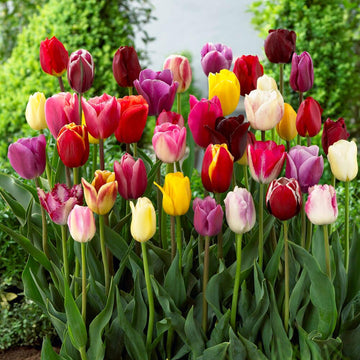 Aroma Tulip Seeds