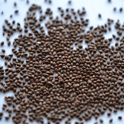 Aromatic Clary Sage Seeds 