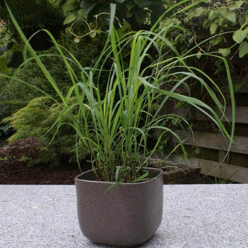 Aromatic Garden Grass Seeds