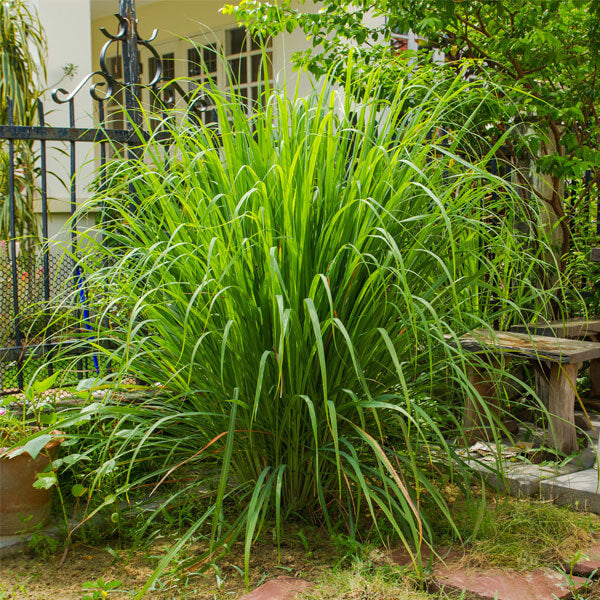 Aromatic Garden Grass Seeds
