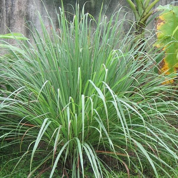 Aromatic Garden Grass Seeds