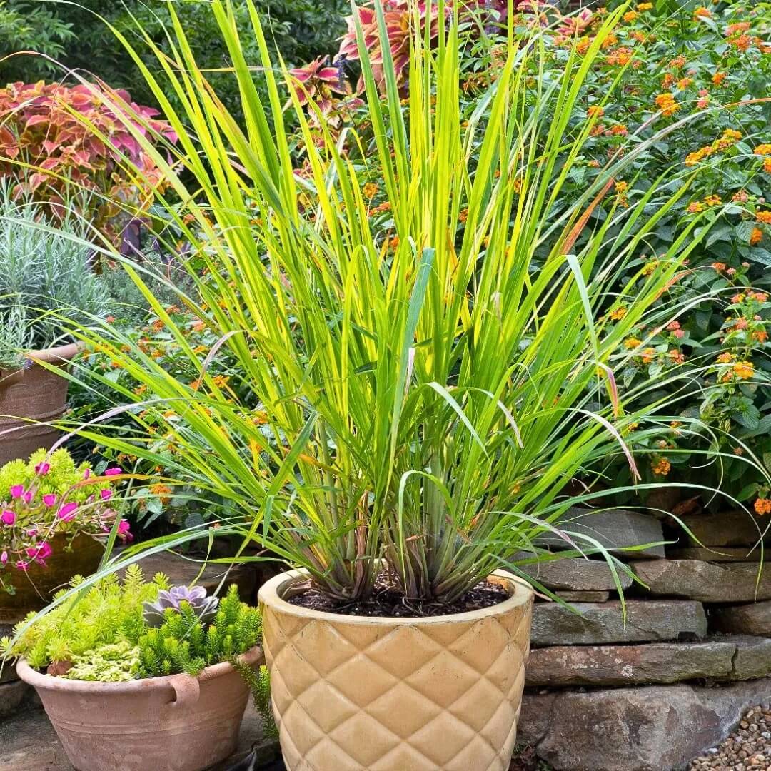 Aromatic Landscape Grasses seeds