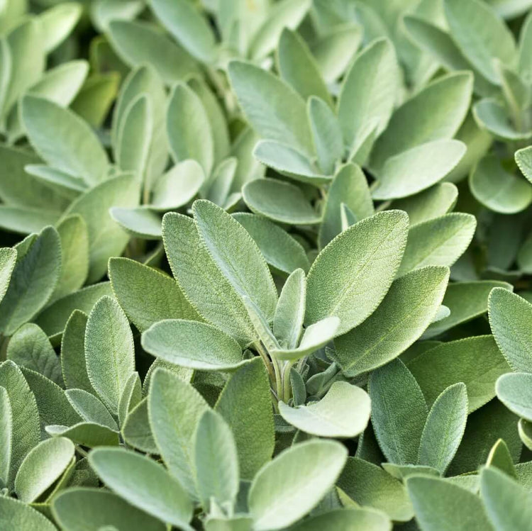 Aromatic Sage Seeds - Herbal Plant