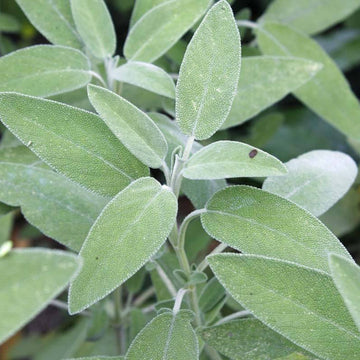 Aromatic Sage Seeds - Herbal Plant