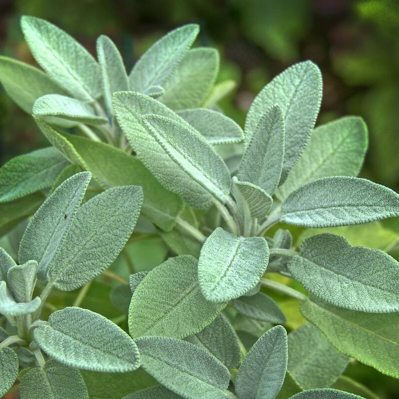 Aromatic Sage Seeds - Herbal Plant