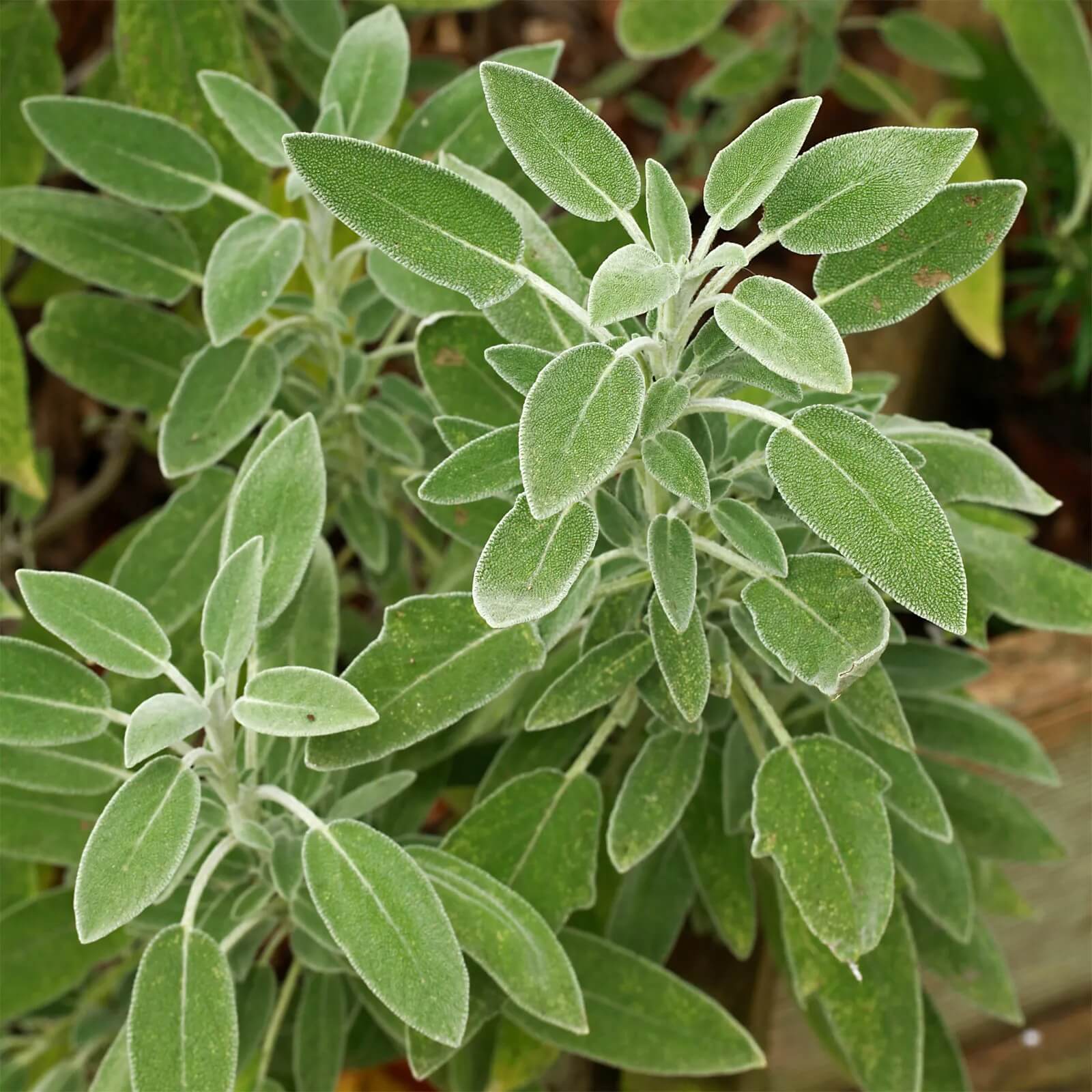 Aromatic Sage Seeds - Herbal Plant