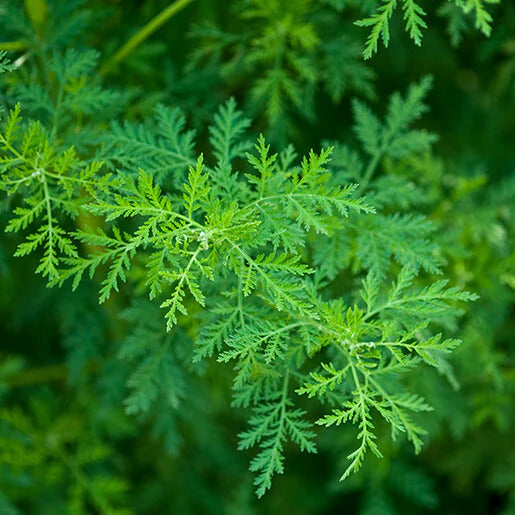 Artemisia Annua Seeds – Sweet Wormwood
