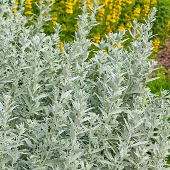 Artemisia Ludoviciana Seeds - Herbal Plant