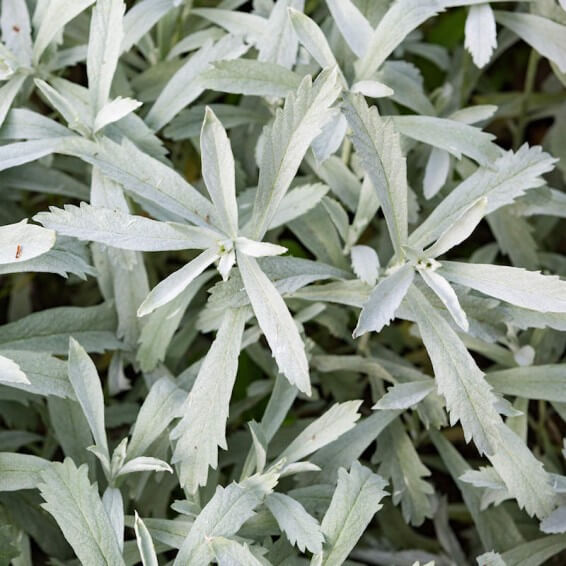 Artemisia Ludoviciana Seeds - Herbal Plant
