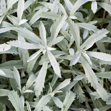 Artemisia Ludoviciana Seeds - Herbal Plant