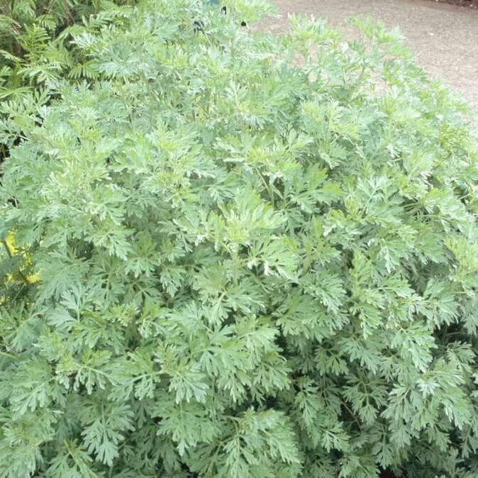 Artemisia Seeds – Wormwood
