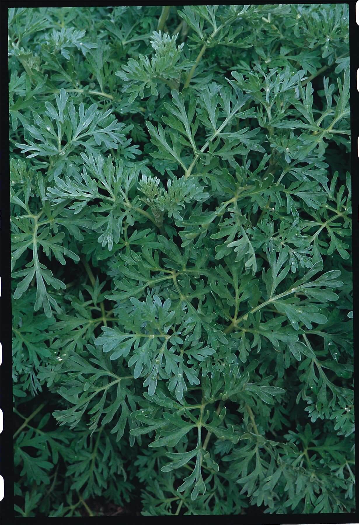 Artemisia Seeds – Wormwood
